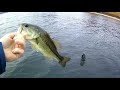 2020 fall Bass fishing (Ready for Spring)