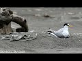 Least tern baby cute moments