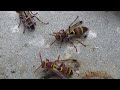 Australian Paper Wasps Polistes Humilis Dueling Queens? Shoving match