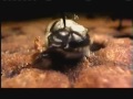 Queen Bee laying eggs!!! (complete video)