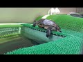 Red-eared sliders Turtles that warm and comfort everyone