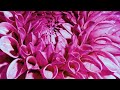 The Most Beautiful Flowers Collection 8K ULTRA HD / 8K TV