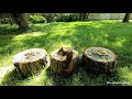 TV for Cats | Backyard Squirrel Watching | Video 16