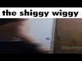 The Shiggy Wiggy.mp4