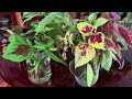 2 Easy Ways to Keep Your Coleus Going All Year 🌿 Overwintering Coleus Indoors
