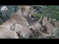 The lion cub has never met its cousin | Lioness leaves her group while pregnant