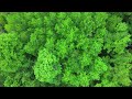 Enchanting June: A Drone’s Journey Through Verdant Woodlands