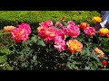 TOKYO.| 旧古河庭園 春のバラ.| Spring Rose Festival at Kyu-Furukawa Gardens 2018.[ 4K ]