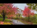 Walking in the Rain Autumn Leaves Quebec, Canada | Ambient Rain 4K HDR