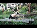 可愛的熊貓和寶寶 ~  台北動物園😊😉 Cute panda and baby ~ Taipei Zoo, Taiwan