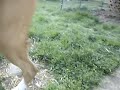 Boxer Puppy Charlie down steps