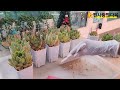 2024.07.06 장마철에도 분갈이 한다고요? 손가락화분에 분갈이 합니다🌸💕Plant succulents in finger pots during the rainy season