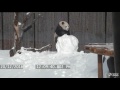 Toronto Zoo Giant Panda vs. Snowman