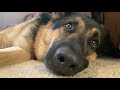 ASMR: Lofi fast scratching / tapping on DOGS & toys +camera tapping (Kaleigh CV)