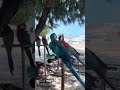 Exotic birds fighting on Maafushi, Maldives
