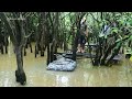 Bushcraft with my dogs in flooded forest - Bushcraft Time