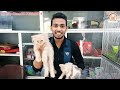 রং ব্য রং এর পার্সিয়ান ক্যাট | Colur Full Persian cat | কিনুন সবচেয়ে কম দামে😱