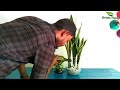 Snake plants Growing in Water-Snake plants Indoor Decoration from Leaf Cutting//GREEN PLANTS