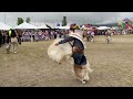 Sanjuanes 🇮🇩 IBARRA 🇪🇨 ECUADOR 2024 | Inti raymi 🎷🎺 Banda Santa marianita del olivo | Pt 3/3- 4k