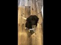 My Puppy's Morning Routine