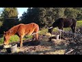 Feeding horses in La Honda CA