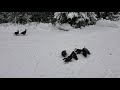 A gang of turkeys show up chewing gum,  smoking cigarettes and plotting murder.