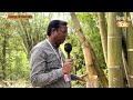 Giant Bamboo: क्या आपने देखा है 80 फीट का बांस, जानें इसमें क्या है खास | Kisan Tak