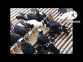 Kabutar pigeon Grit کبوتر  कबूतर pigeon grit keeps pigeons healthy।