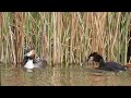 Bahri kuşu - Podiceps cristatus - Great crested grebe