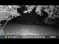 Gardepro E6 trail cam Deer 🦌 and Coyote 🐺 3/22/2024.