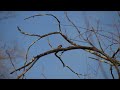 A Carolina Wren Singing in Wooster Cemetery