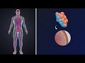 Breathing Mechanism: Inhalation and Exhalation