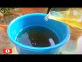 How to Make A Liquid Fertilizer From Cow Dung? - Pure Greeny.