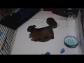 6 week old puppies get up for lunch.