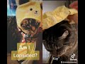 Oscar the Cat Walks Lopsided                             Pls Subscribe, Like & Comment