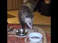 OPOSSUM CAFE Revisited/ George didn't come in (2)