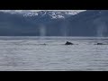 Whales in Alaska making a noise I did not know they made