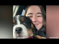 NEW PUPPY SURPRISE COMPILATION 2024 | WHOLESOME SURPRISE MOMENTS