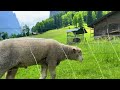 lauterbrunnen, Switzerland 4K - The most beautiful Swiss village - Fairytale village