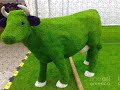 GRAS COW REAL!1!2!