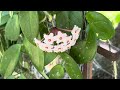 My Hoya Plant blooming first time / ഹോയ പൂവ്