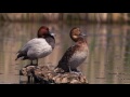 BTO Bird ID - Diving Ducks