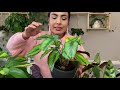 My 15 Calathea, Maranta, Prayer Plant, Ctenanthe Collection - plus Care tips