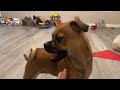 Teaching Our Dog Tricks #tricks #dogs #family #playing #trending #shorts #trend #fyp #youtubeshorts