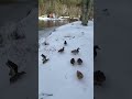 Call ducks flying across pond