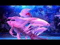 RELAXING WATER SOUND | The Beautiful Of fish in the Aquarium