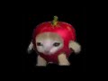 apple cat spinning for exactly 14 seconds