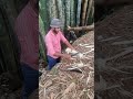 Harvesting Bambo #bamboofarming #bambooshoot #bamboo