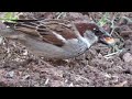 Most Weird Sparrow Breeds In The World | Wild Whim