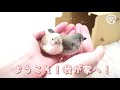 キンカチョウの雛をお迎えしました/We welcomed the zebra finch chicks